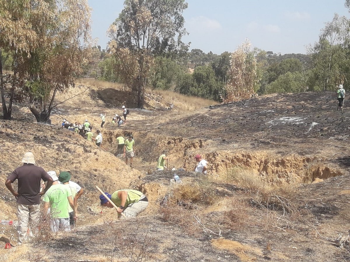 שיקום יער בארי צילום גלית בוזגלו