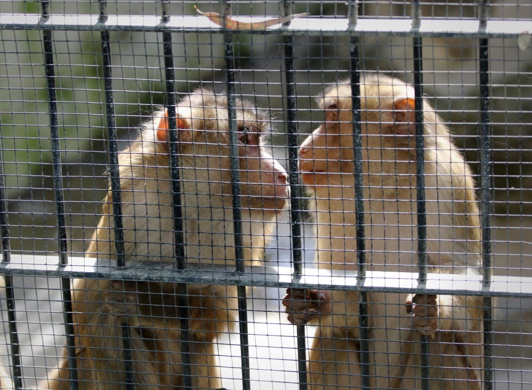 כלובי הקופים צפופים? | צילום: אבי מועלם