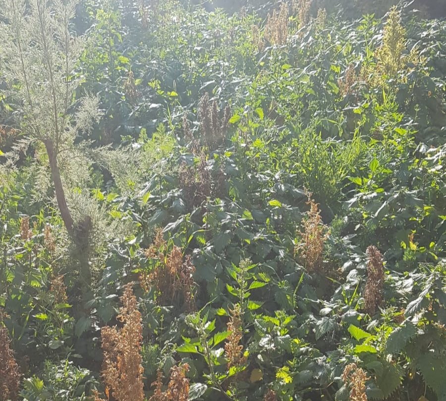 דוברות משטרה