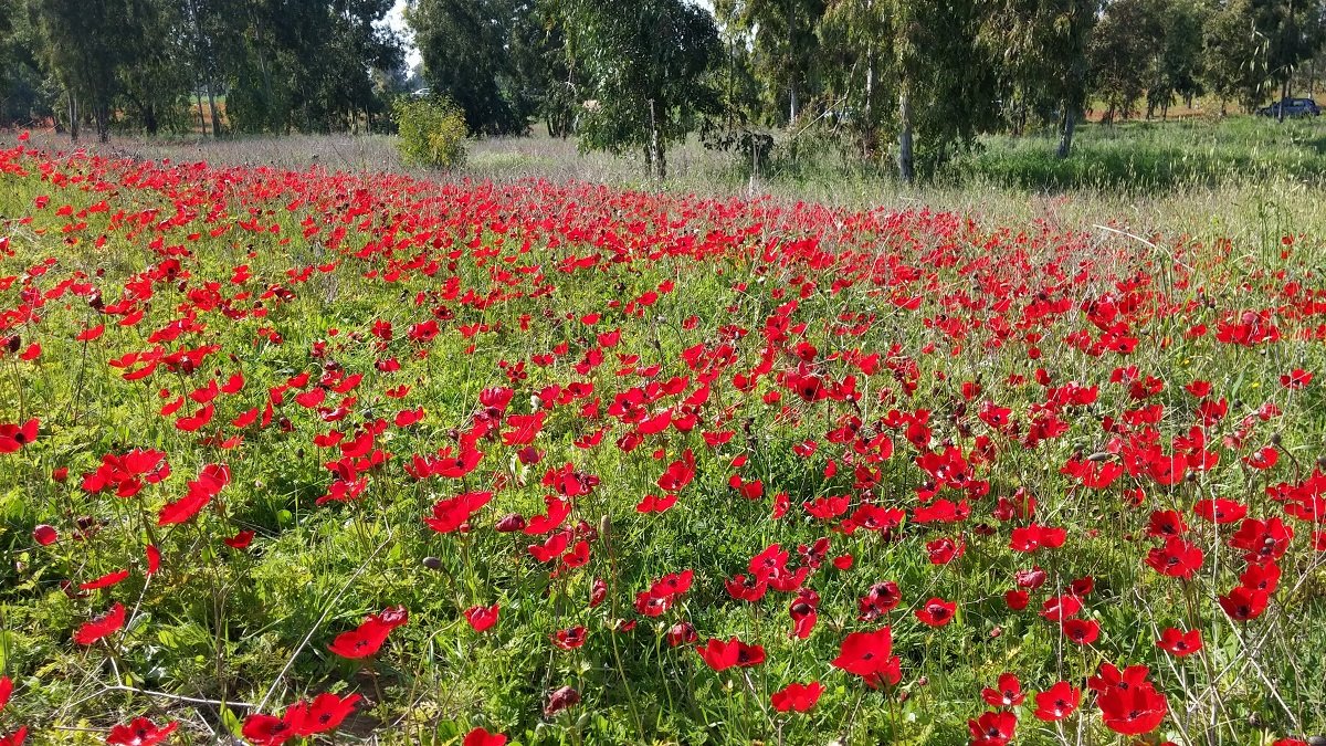 דרום אדום קרדיט צילום: מורן ברנס