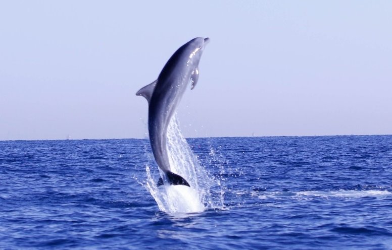 צילום: יאלי מבורך - מחמל"י