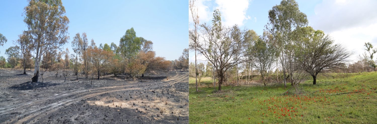 יצחק לוגסי קק"ל