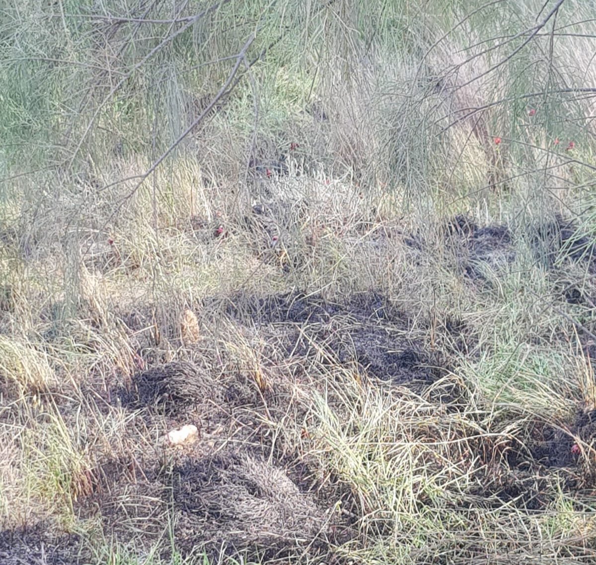 צילום כב&quot;ה דרום