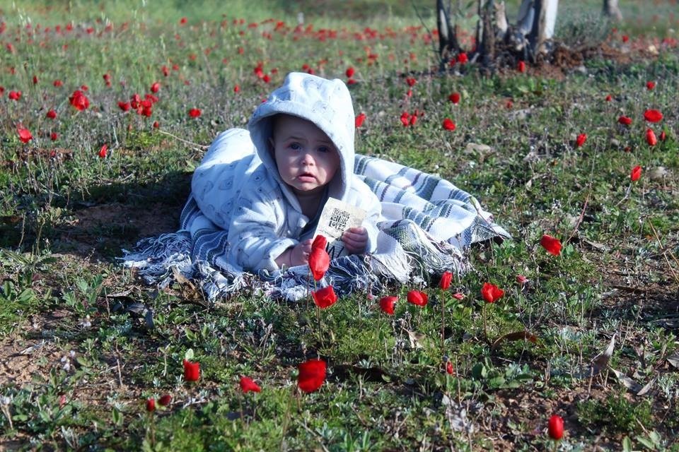 יער שוקדה - צילום צביקה פלדמן