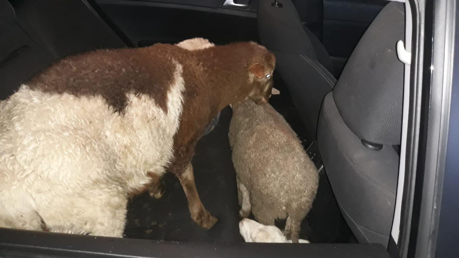 דוברות משטרה