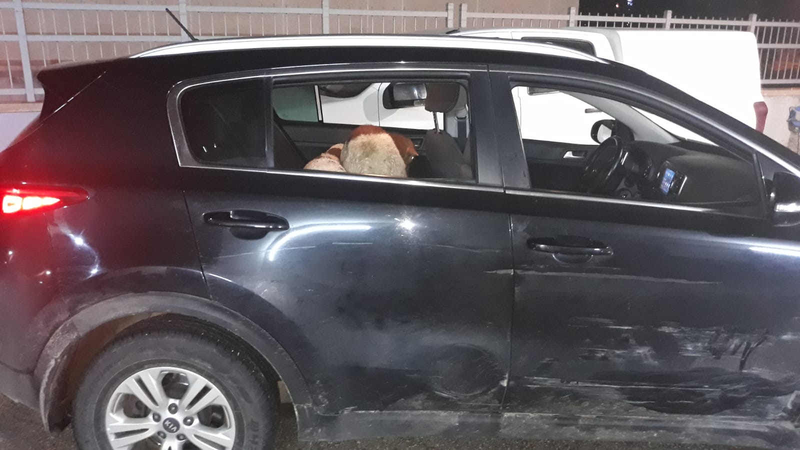 דוברות משטרה