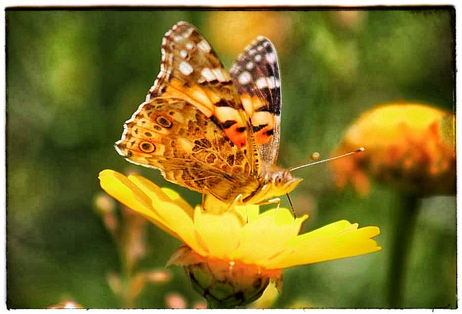 צילום: שני עשוש - חשיפה בית ספר לצילום (אדי ישראל)