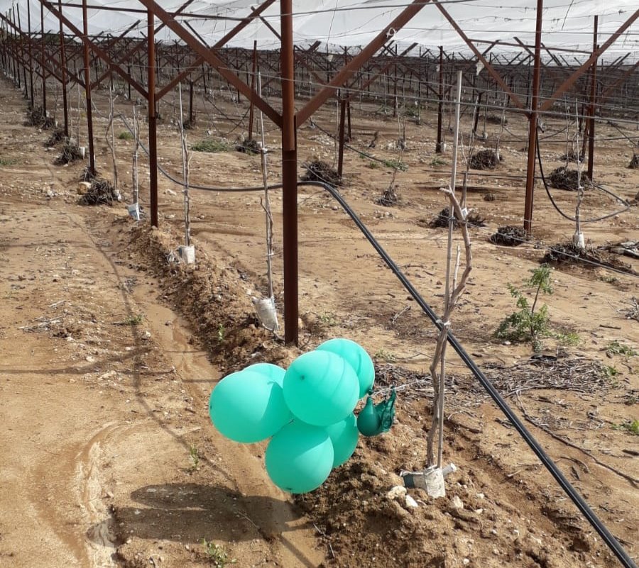 דוברות משטרה