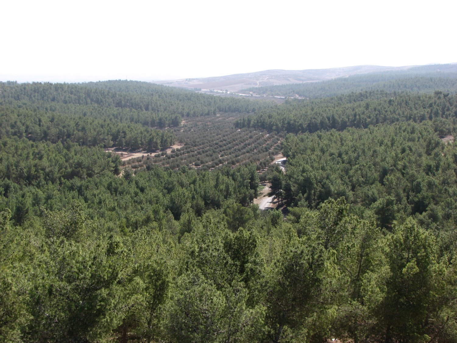 יער להב דודו גרינשפן קק"ל