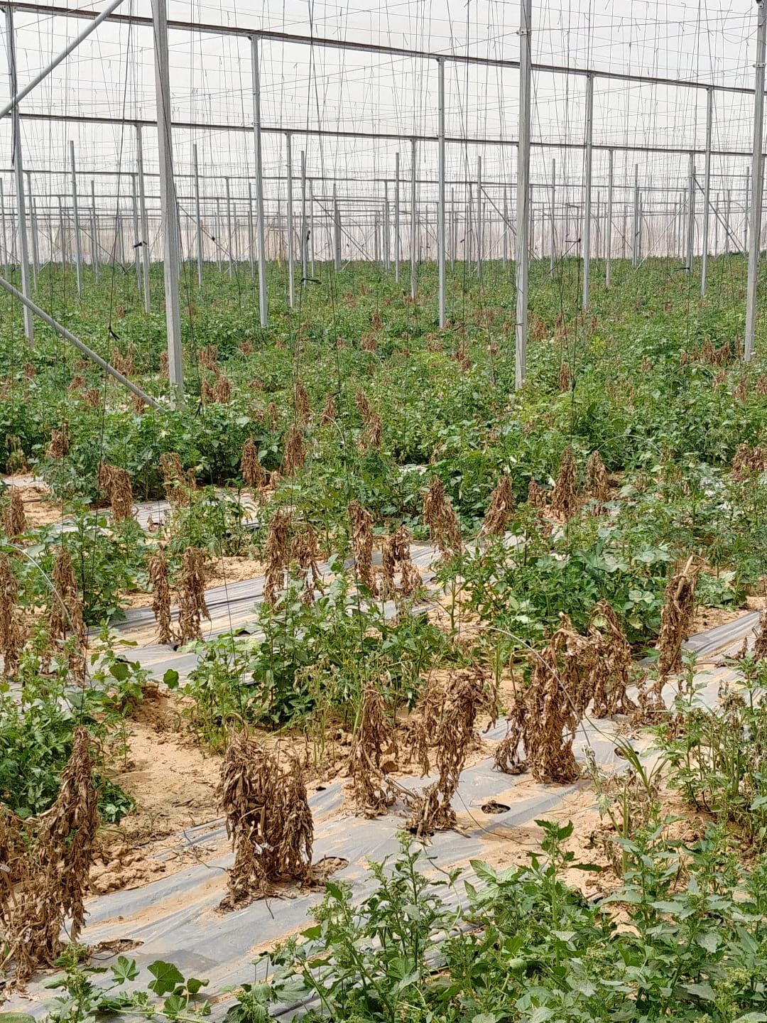 דוברות משטרה