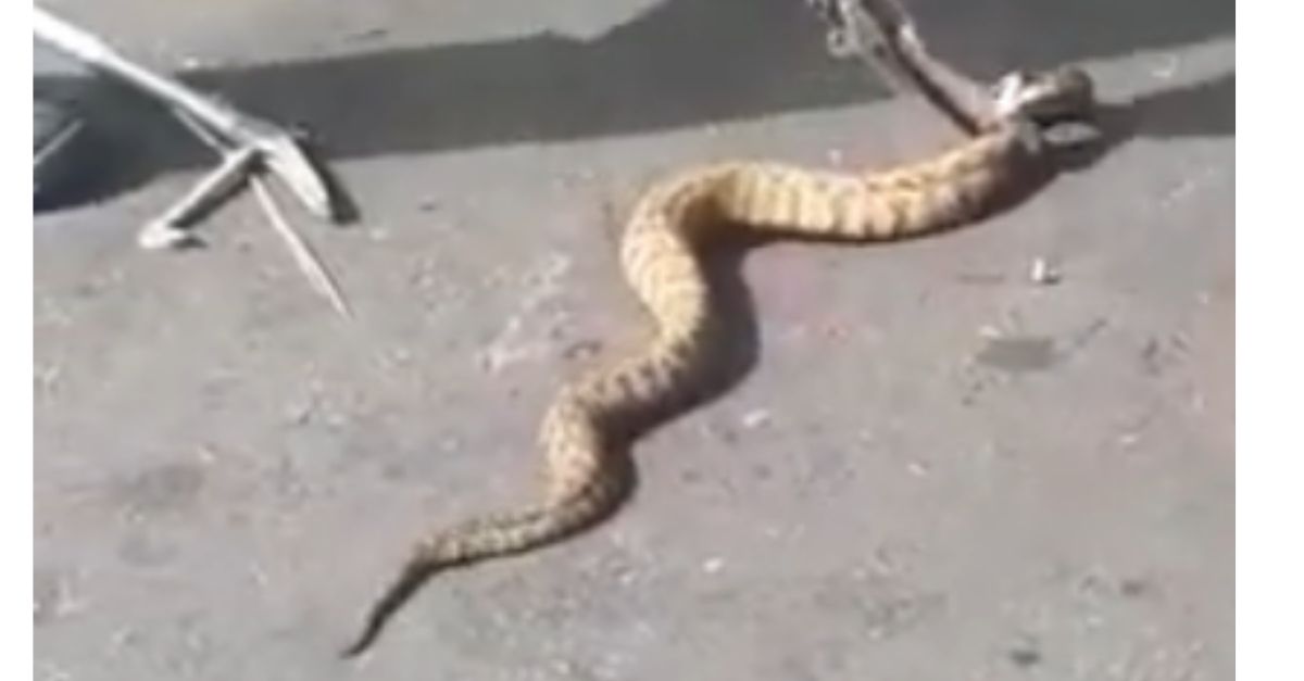 צילום: באדיבות גדעון דעבול