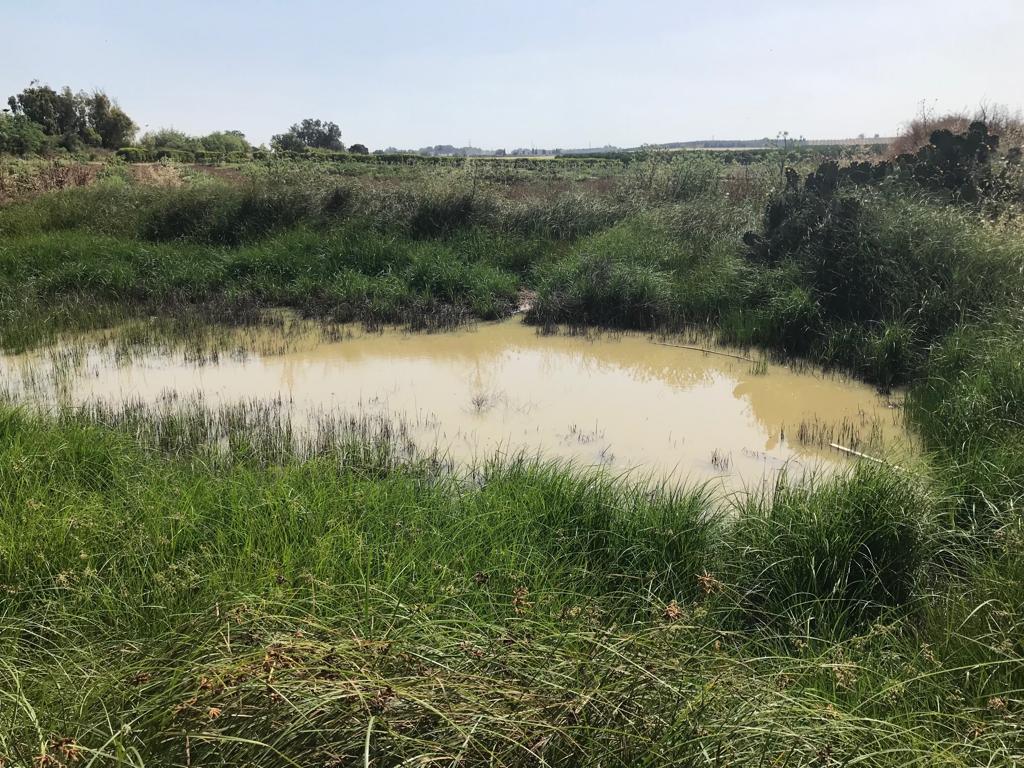 שלולית החורף  הודיה - צילום סוהיל זיידן