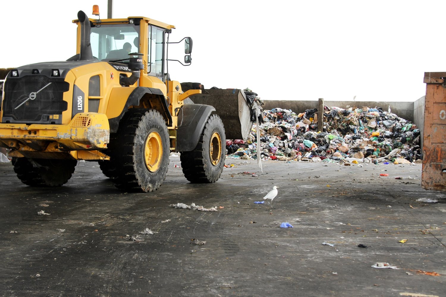 דודאים | צילום: עינת מולכו