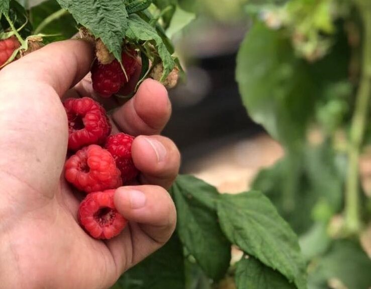 משק 77 מושב תקומה