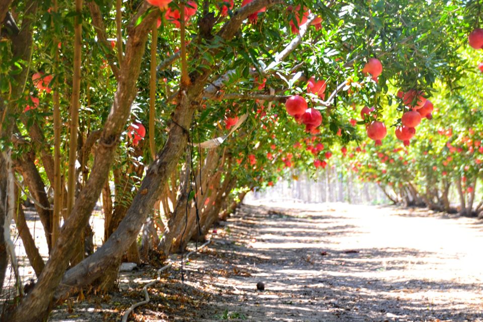 צילום אלדה נתנאל