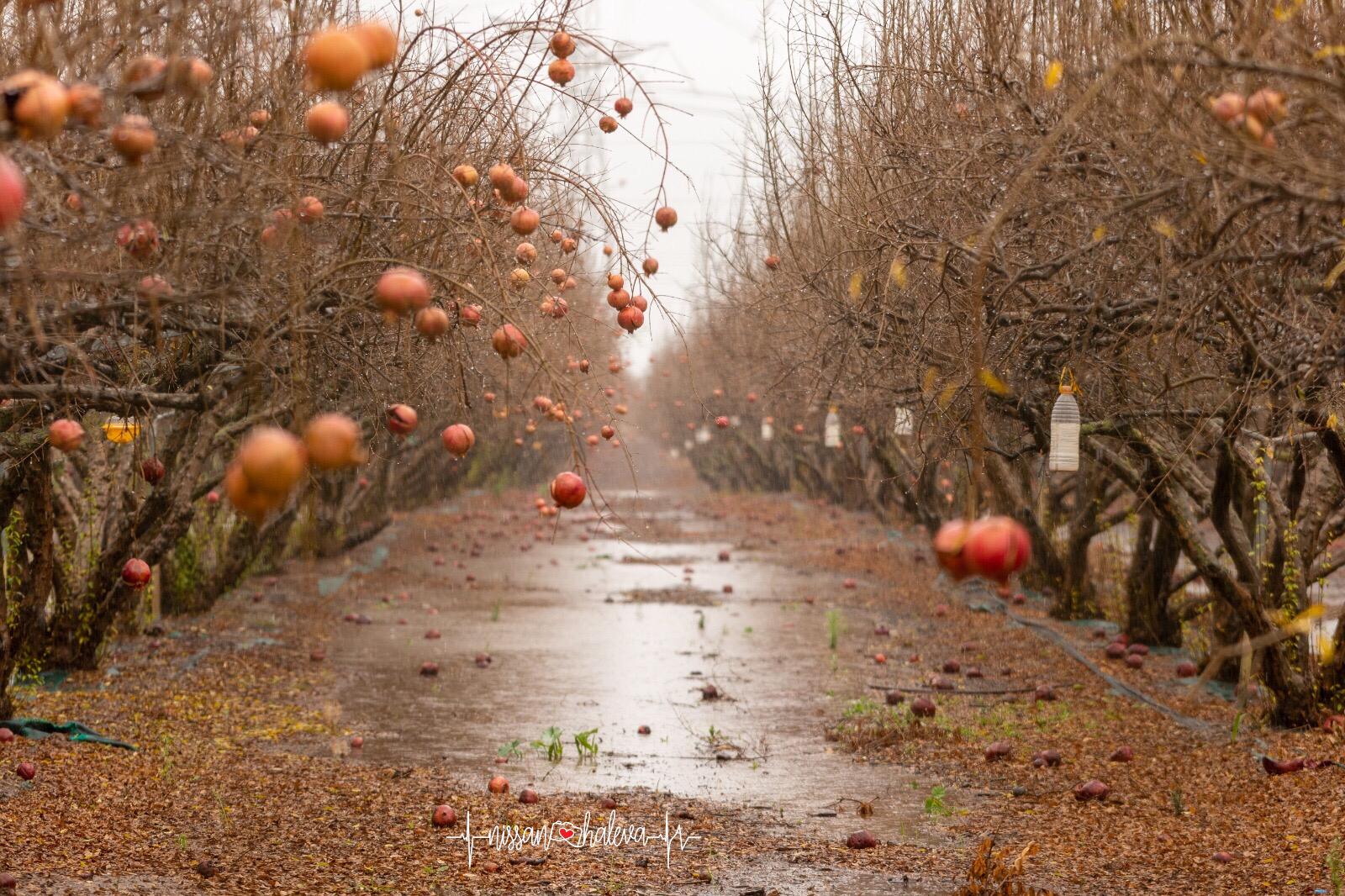 ניסן חלבה - מטע רימונים במושב אביגדור