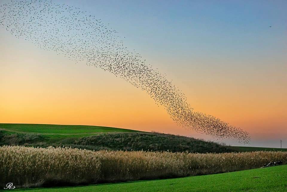 רעות שמעוני סטודיו מבט אחר הזרזירים מאגר שקמה
