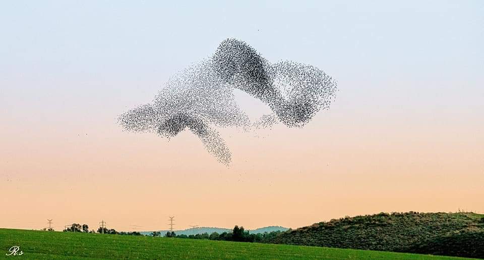 רעות שמעוני סטודיו מבט אחר- מעוף הזרזירים מאגר שקמה