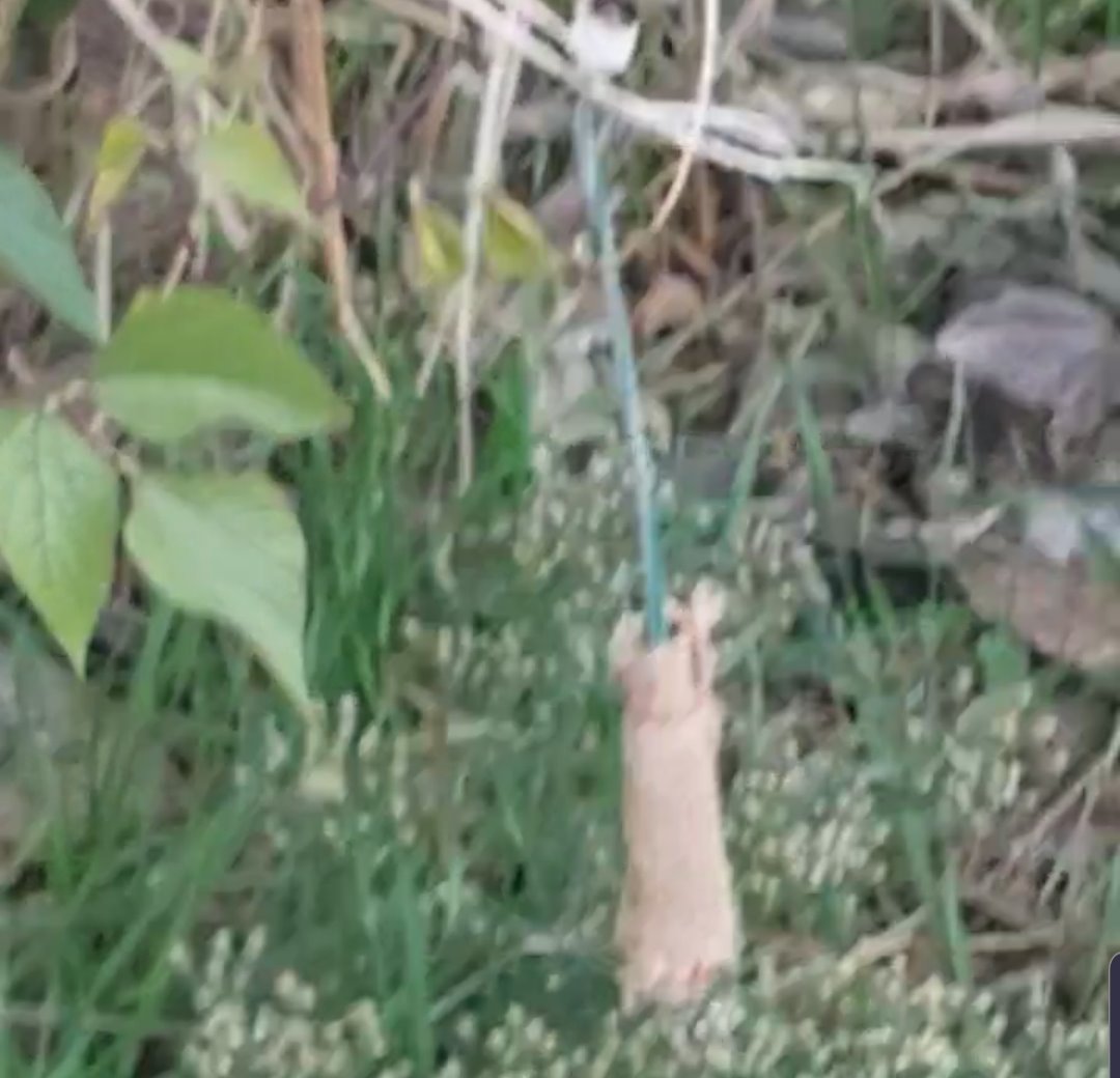 בלון תבערה- צילום עופרה דוידיאן