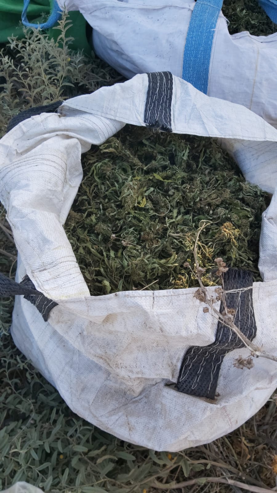 דוברות משטרה