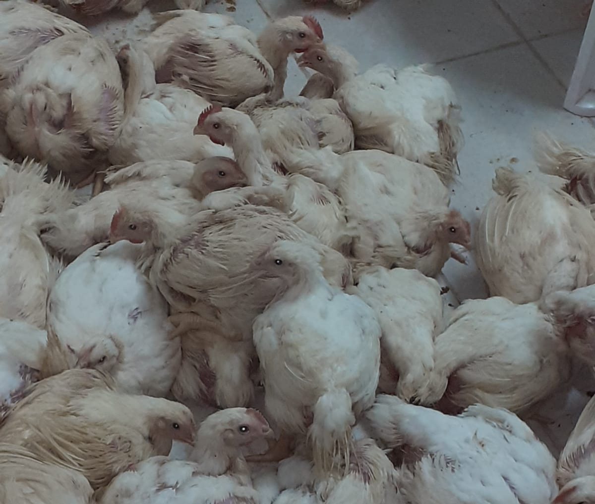 דוברות משטרה