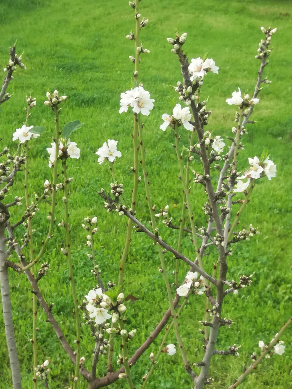 השקדיה פורחת במושב בני ראם, קרדיט יצחק בן לוי 