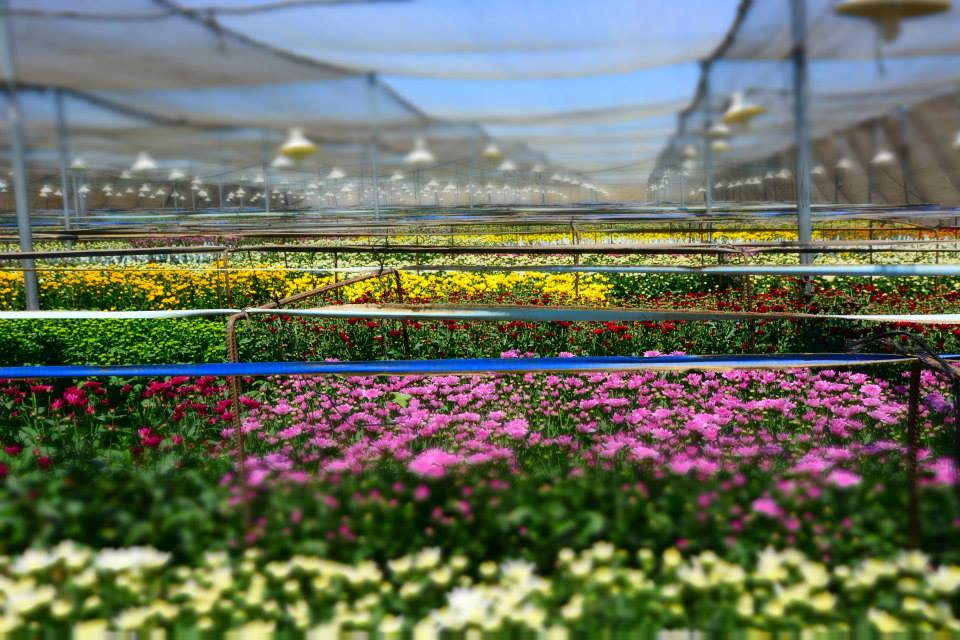 משתלת בן צבי