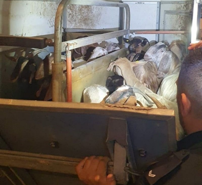 דוברות משטרה