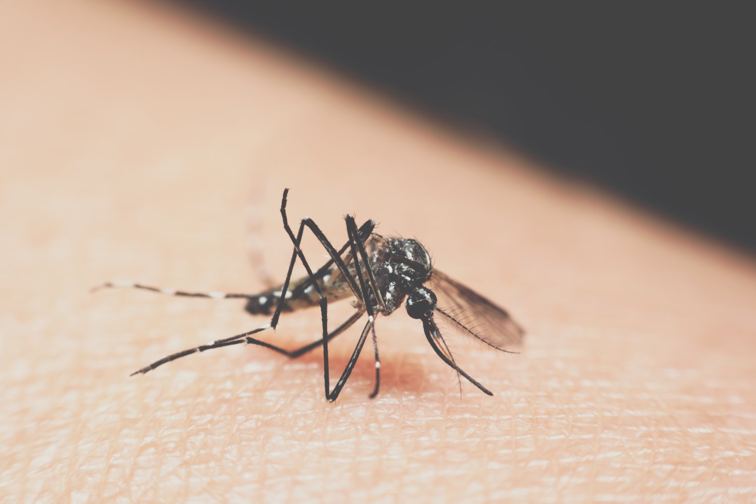 צילום אילוסטרציה Shutterstock