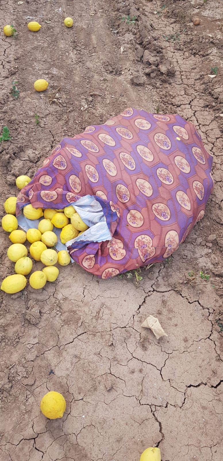 דוברות משטרה