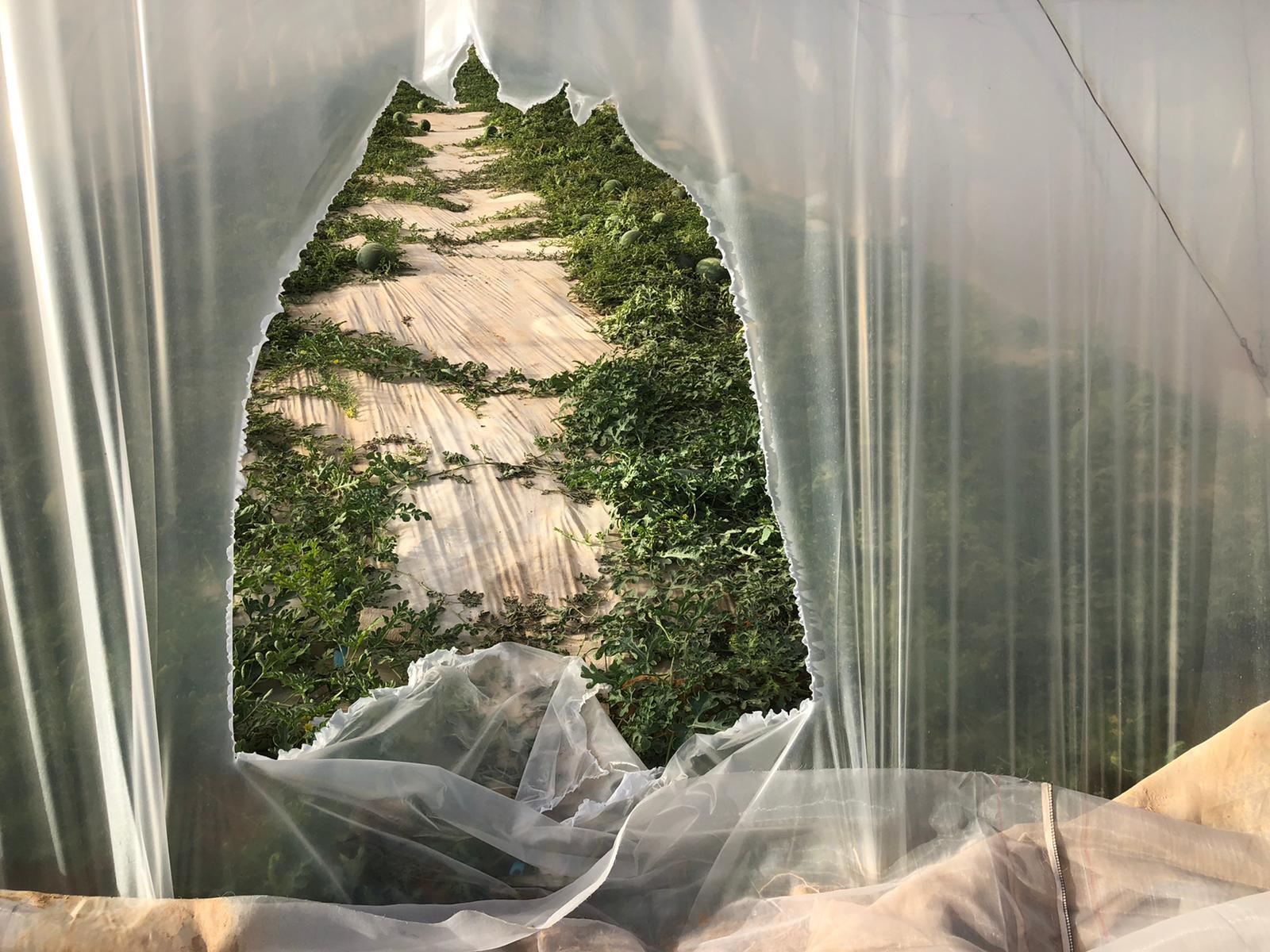 תיעוד גניבות השומר החדש