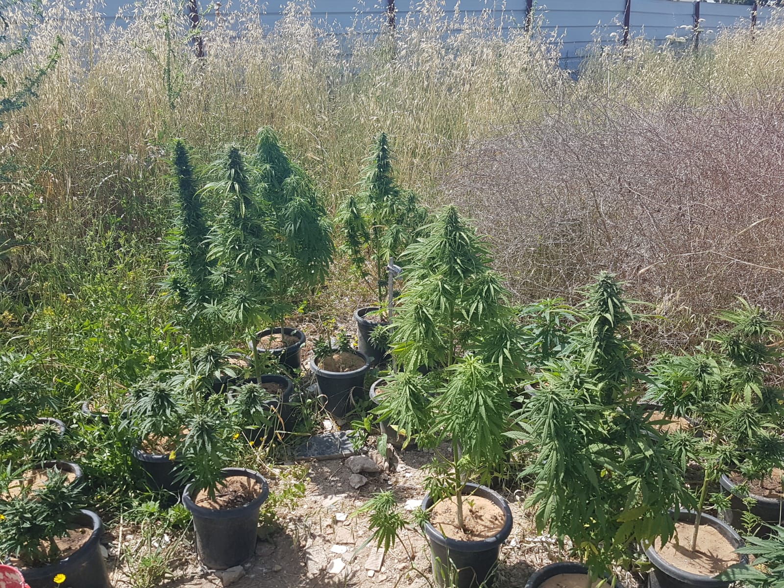 דוברות משטרה