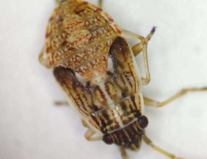 צילום: דבורה דיאס, המעבדה האנטומולוגית, משרד הבריאות