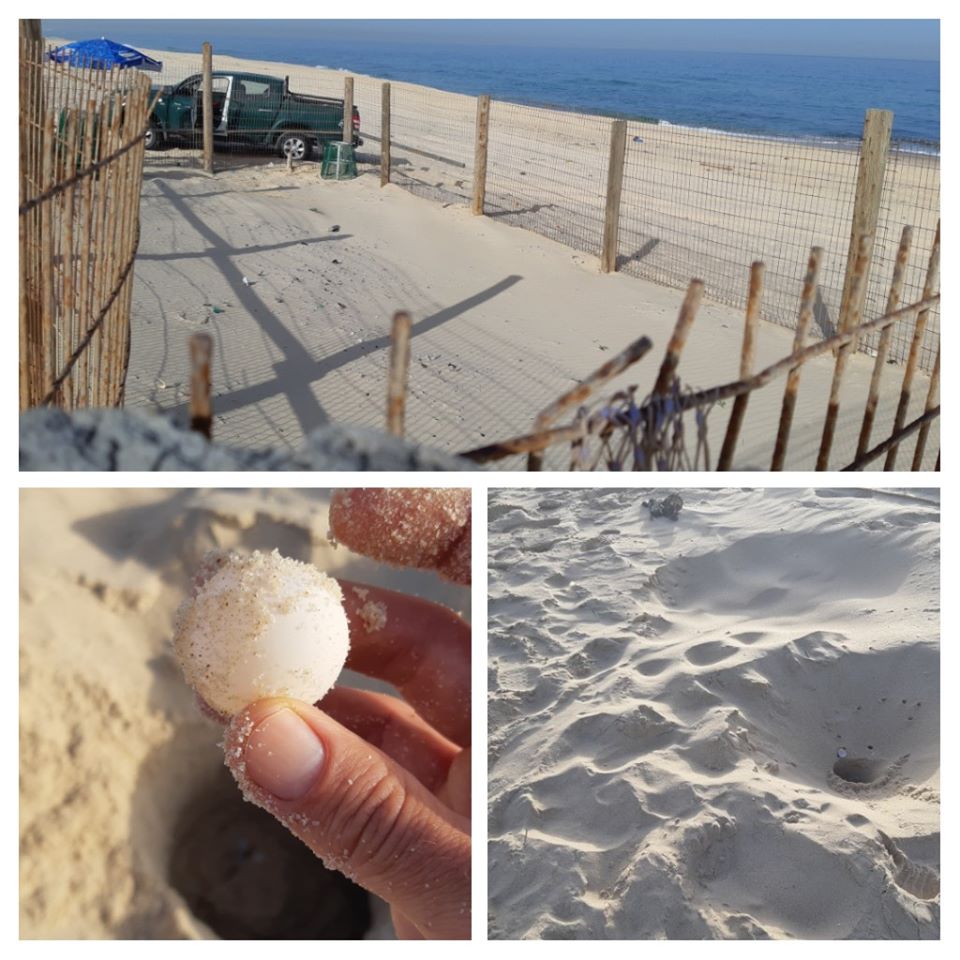 צילום: דוד חלפון, רשות הטבע והגנים