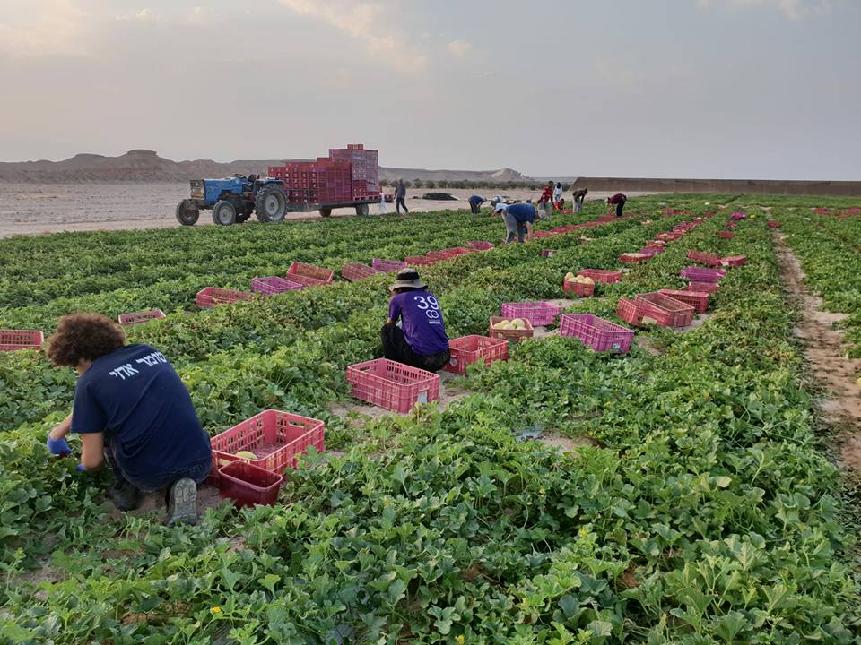 צילום השומר החדש