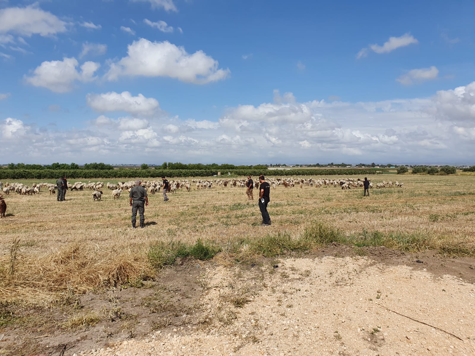 דוברות משטרה