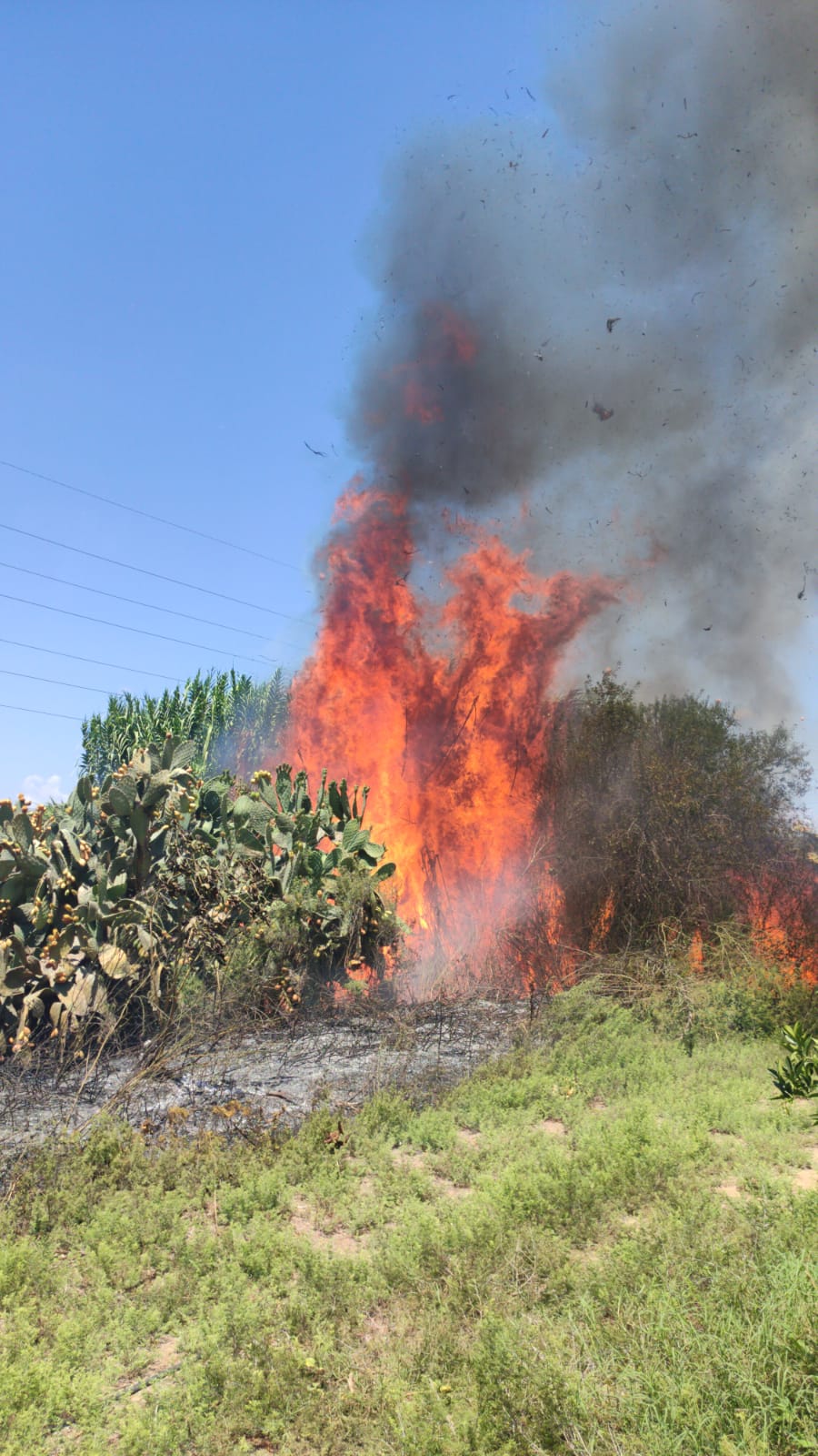 קיבוץ ארז דוברות שער הנגב 