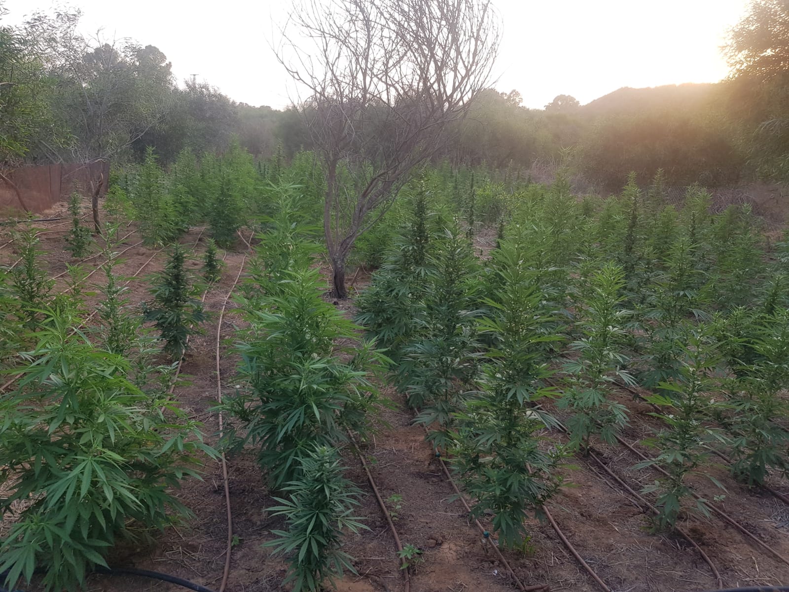 דוברות משטרה