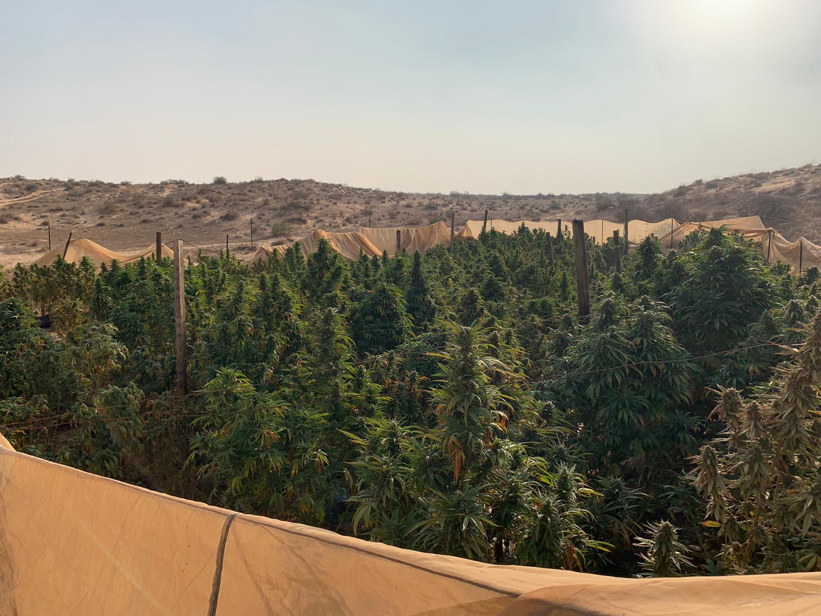 דוברות משטרה