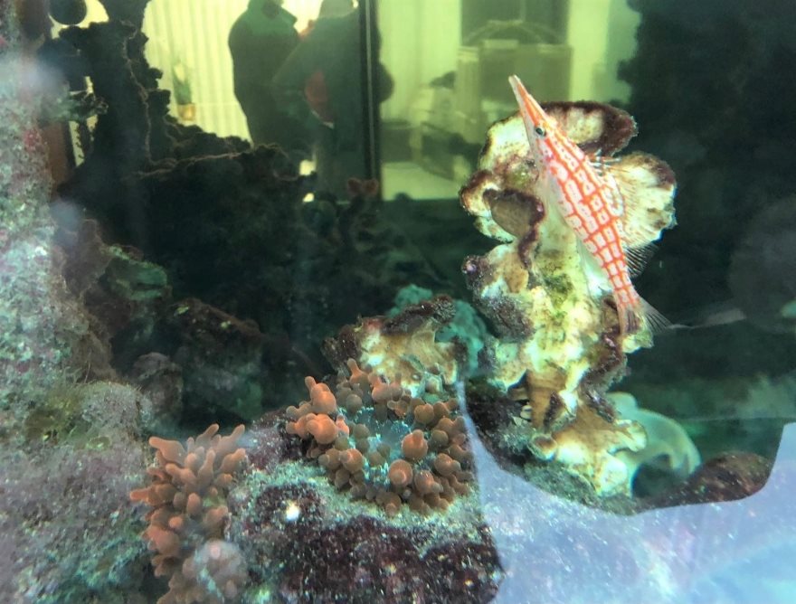 דוברות משטרה