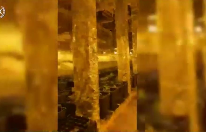 מאות שתילים של קנאביס צילום דוברות משטרה