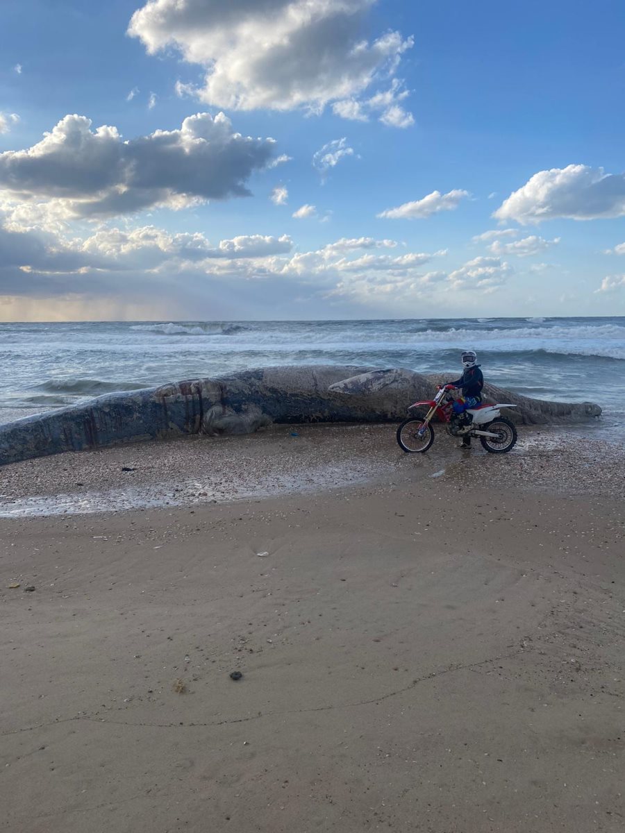 צילום ירין אביסרור