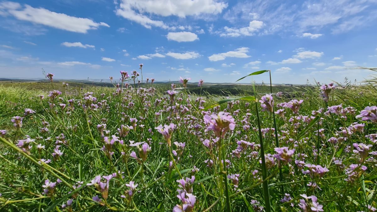 צילום: ניצן מגל