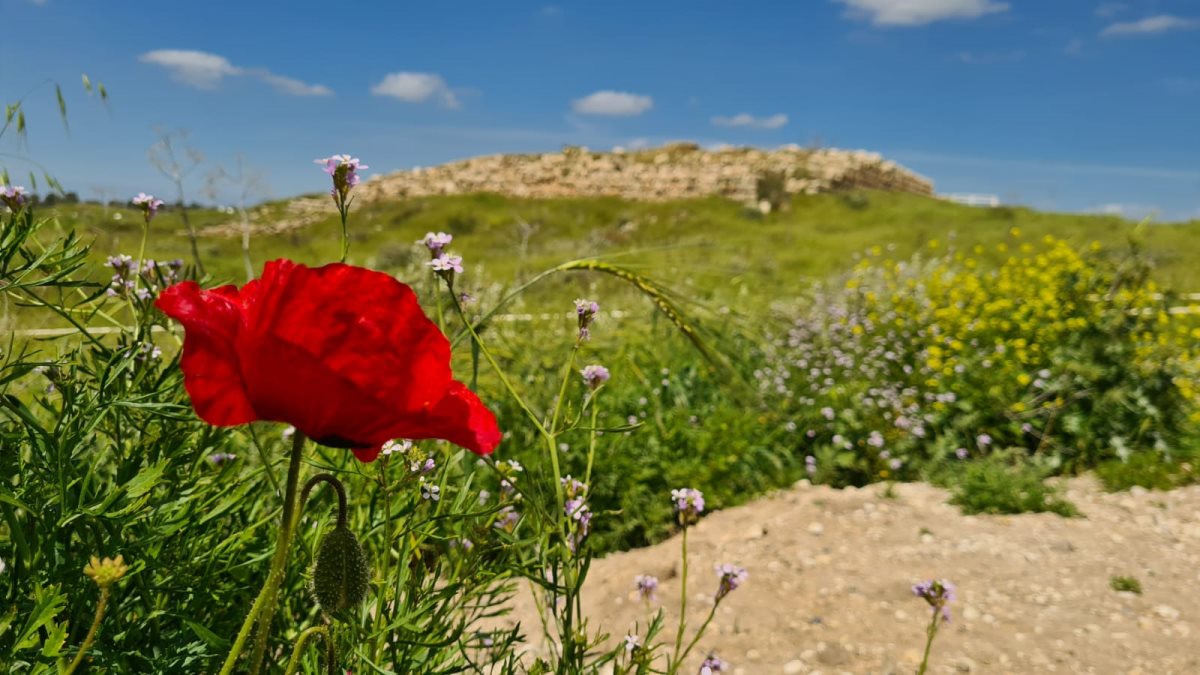 צילום: ניצן מגל