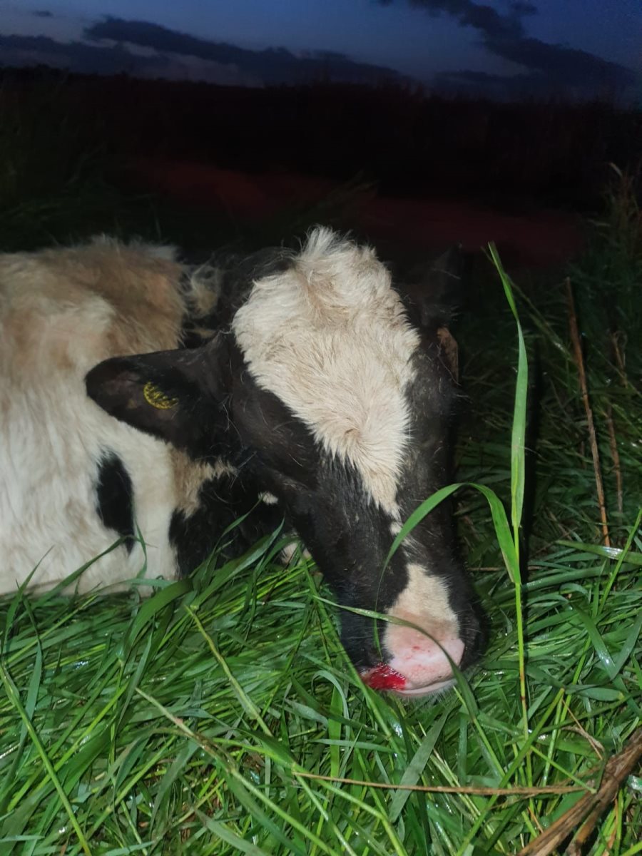 דוברות משטרה