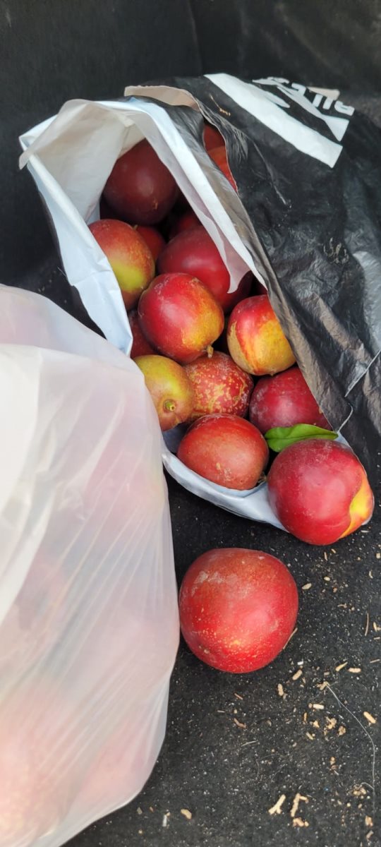 דוברות משטרה