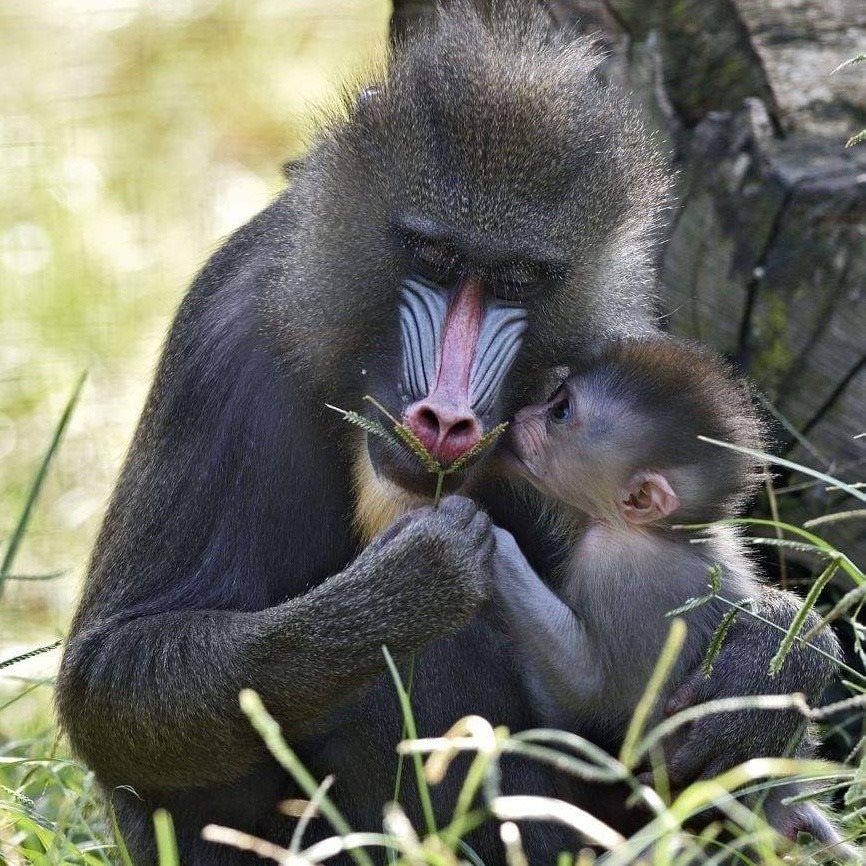 ספארי רמתגן