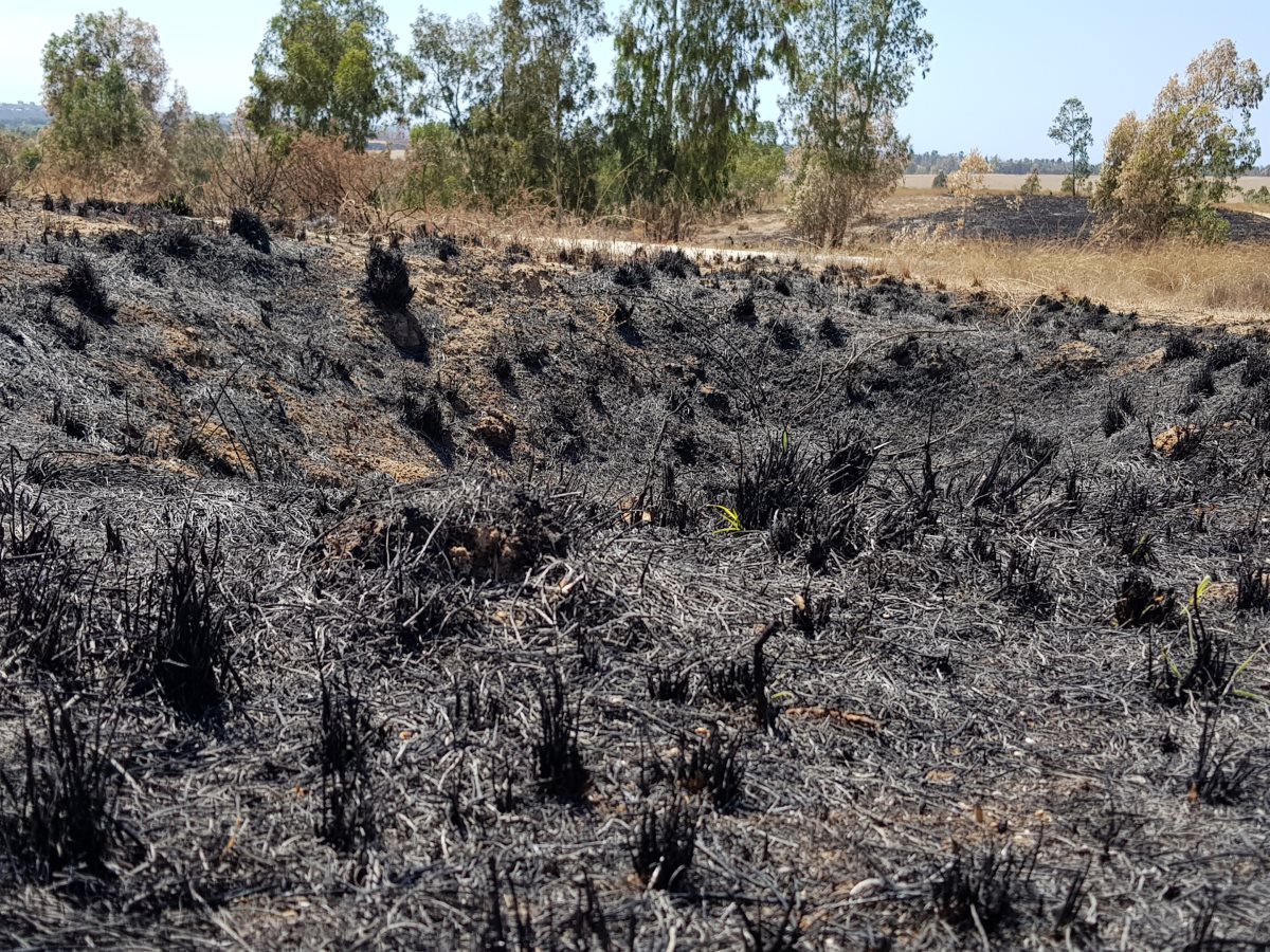 צילום אלדה נתנאל
