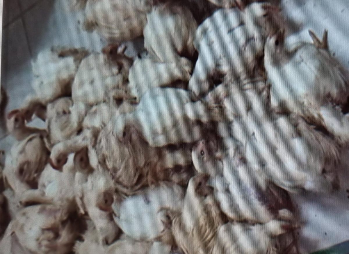 דוברות משטרה