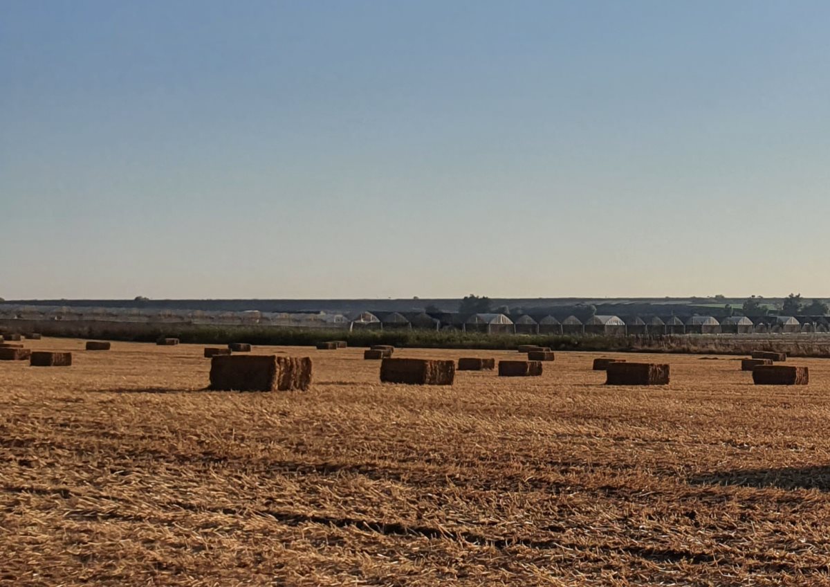 חציר אילוסטרציה